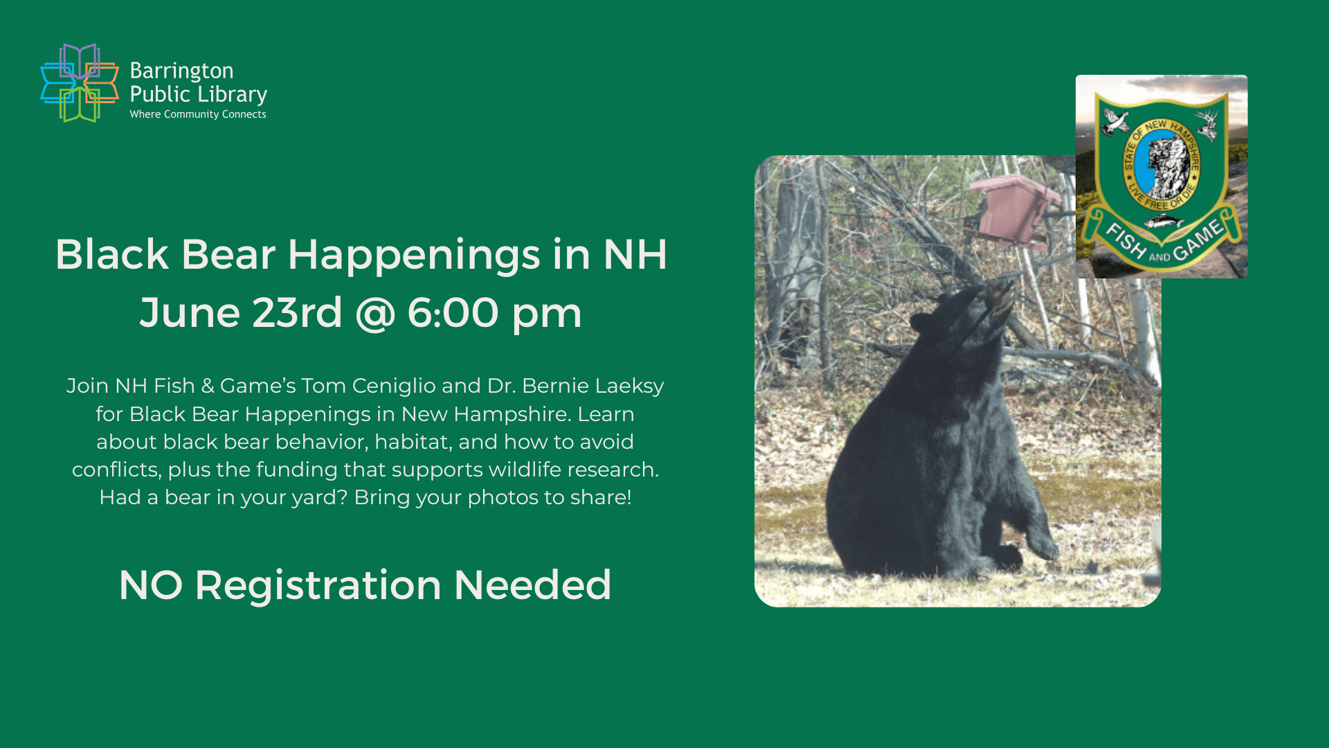 black bear happenings in nh