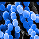 cells (1)