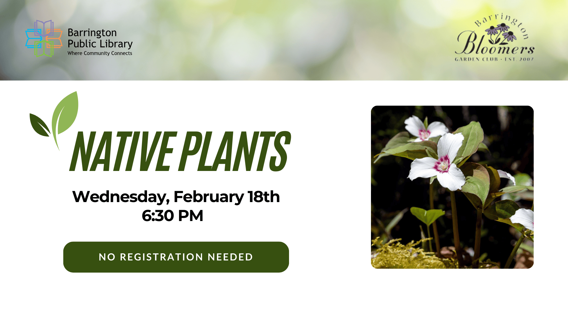 native plants (presentation)